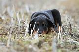 BEAUCERON - PUPPIES 176